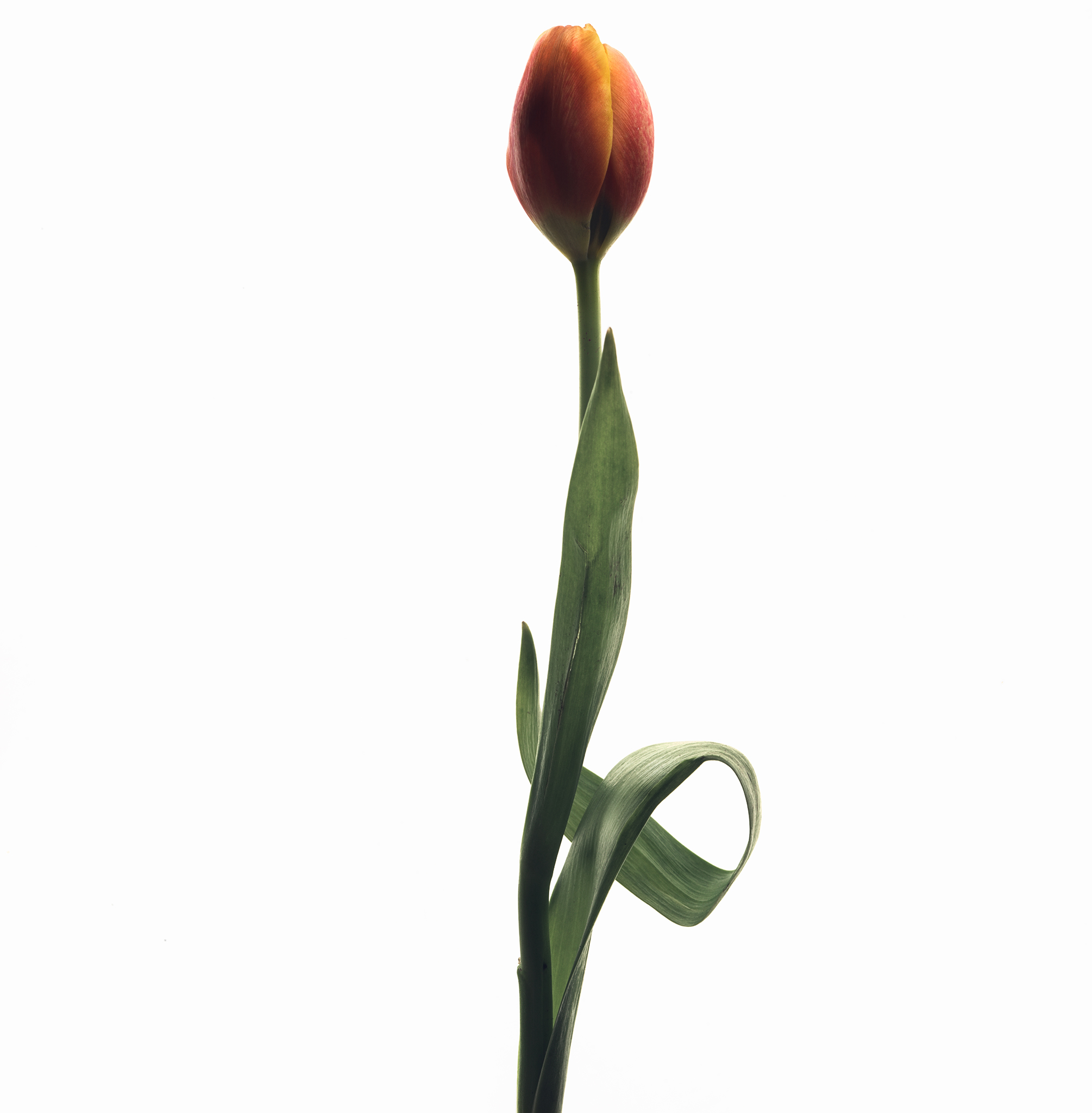 White square botanical fine art series still life by Thabit tulip