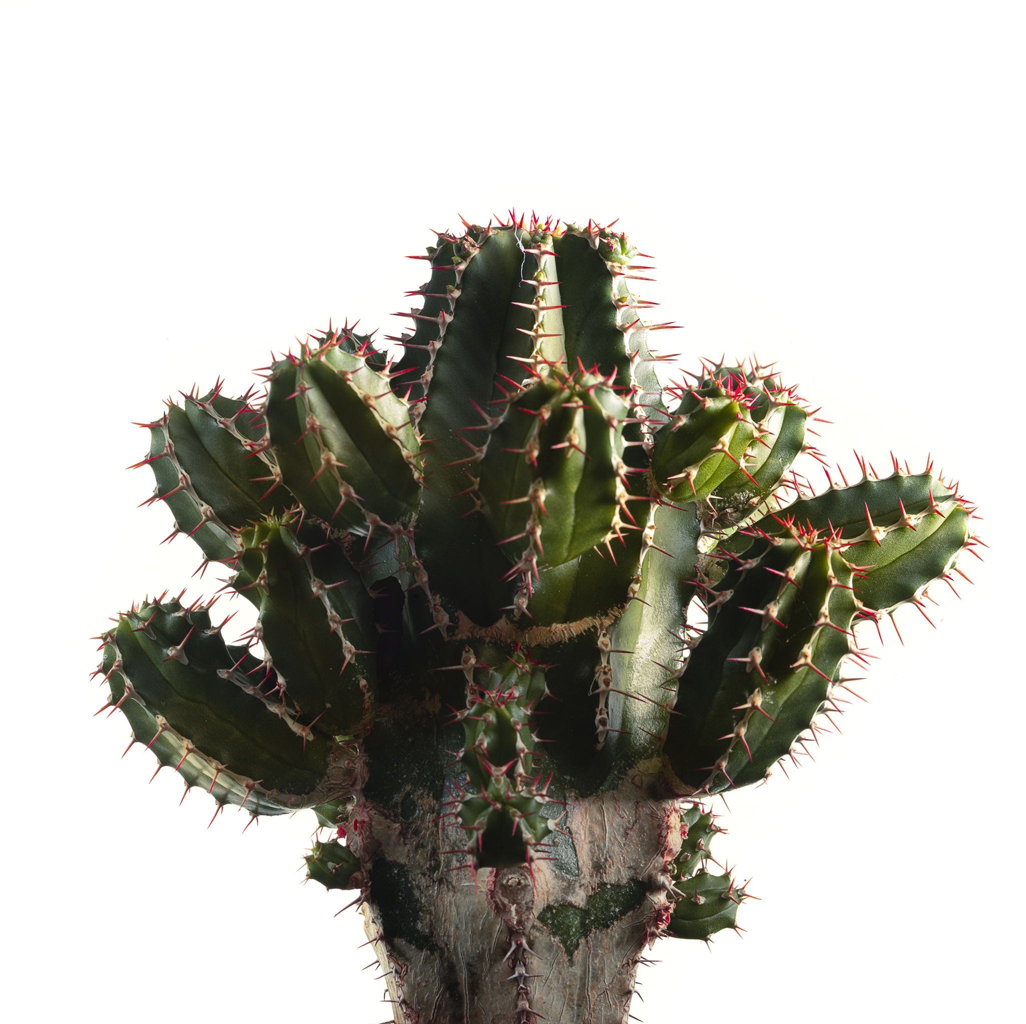 White square botanical fine art series still life by Thabit cactus