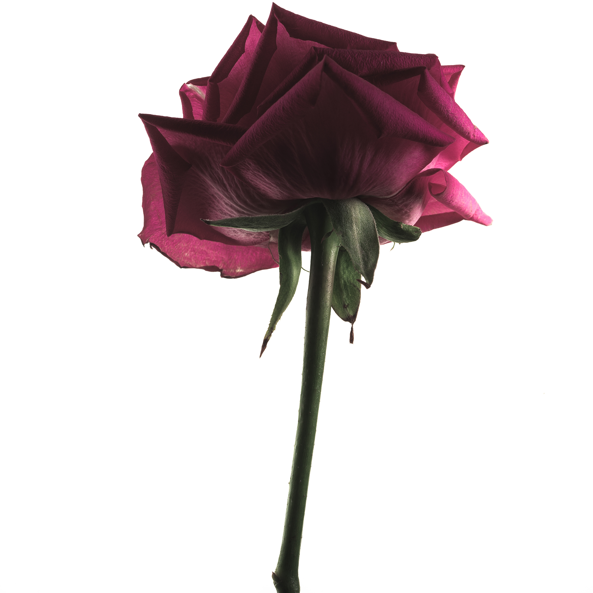 White square botanical fine art series still life by Thabit rose