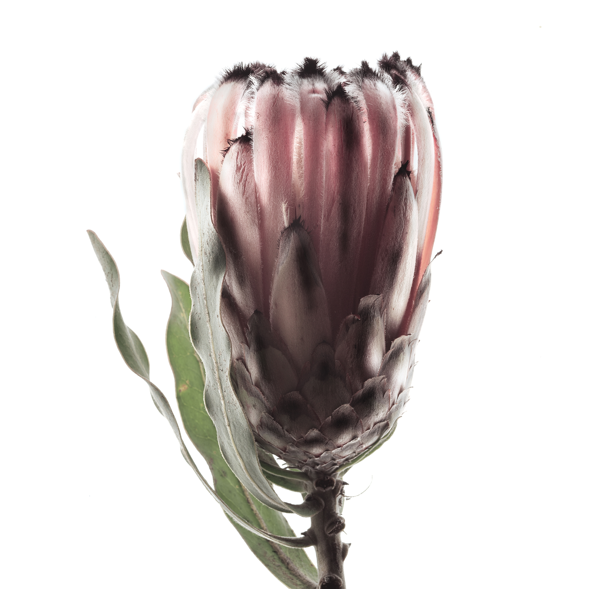 White square botanical fine art series still life by Thabit protea