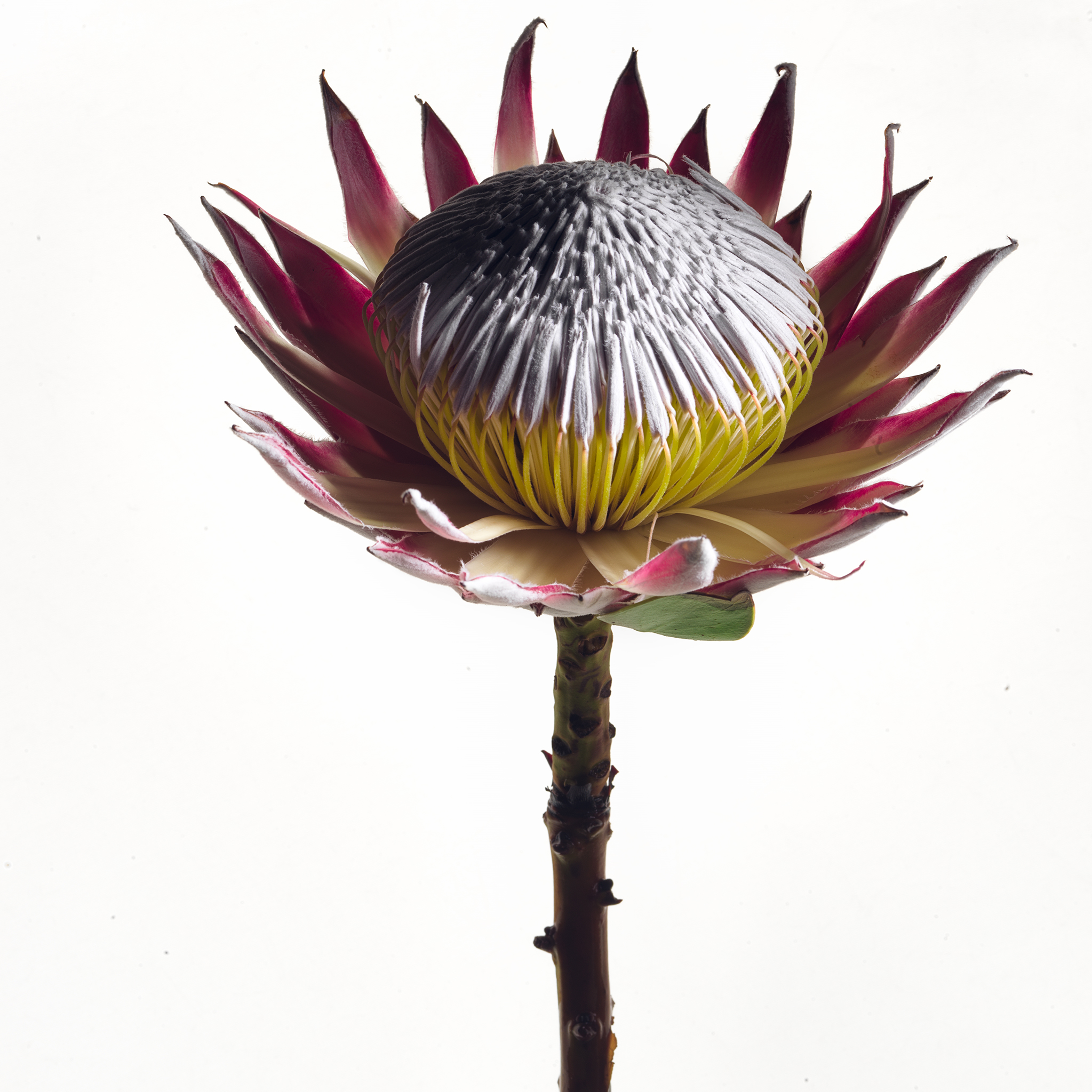 White square botanical fine art series still life by Thabit protea