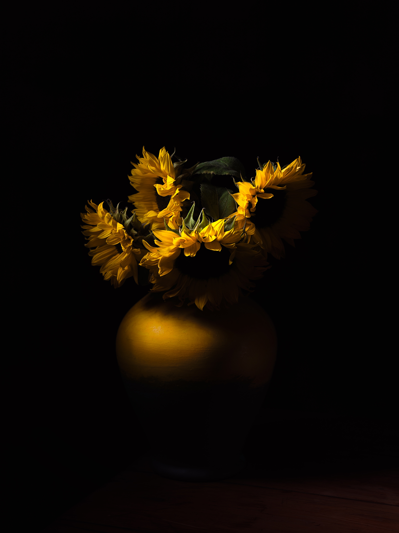 Sunflowers moody fine art botanical chiaroscuro by Thabit
