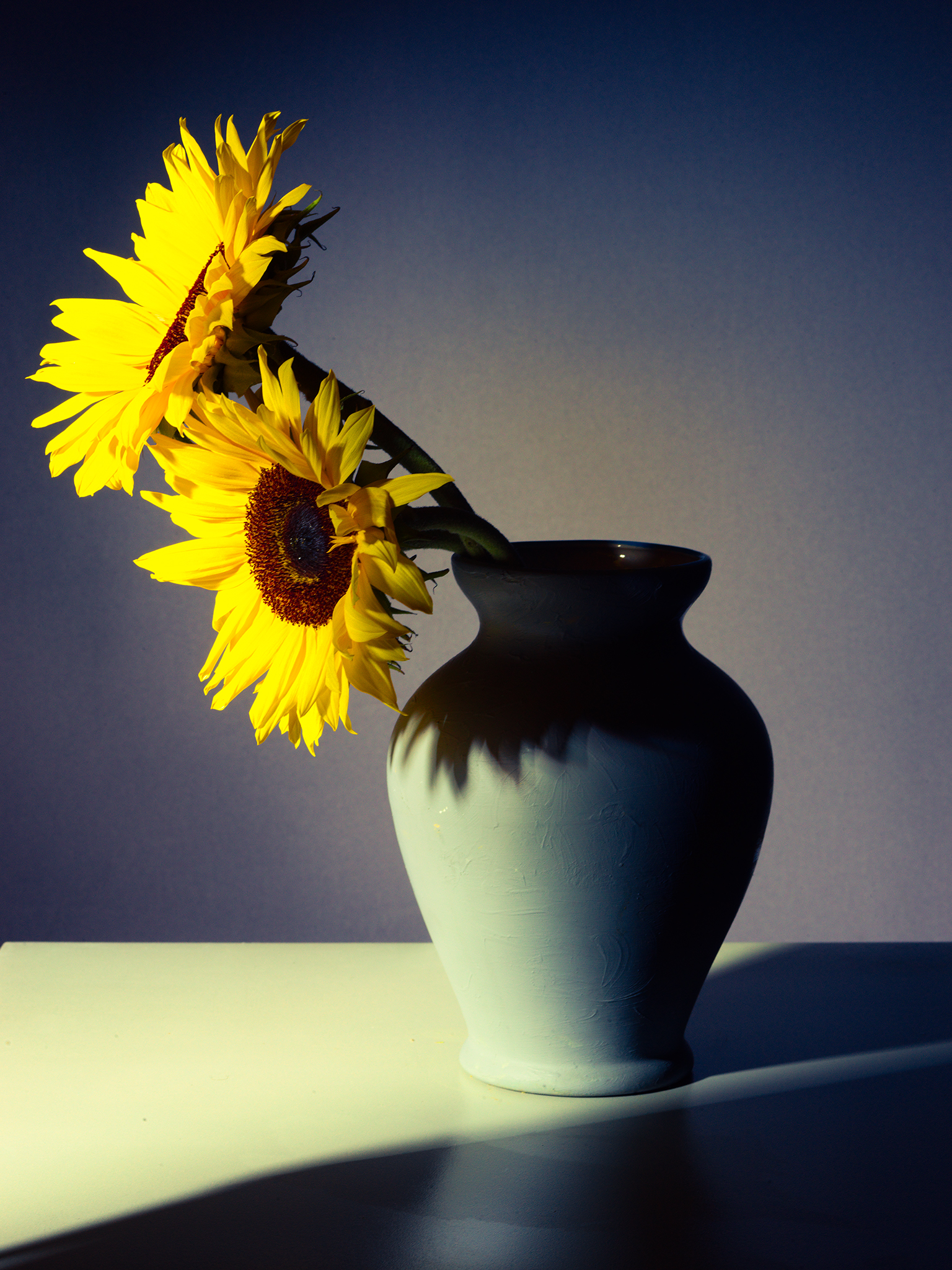 sunset sunflower purple colour still life botanical b Thabit