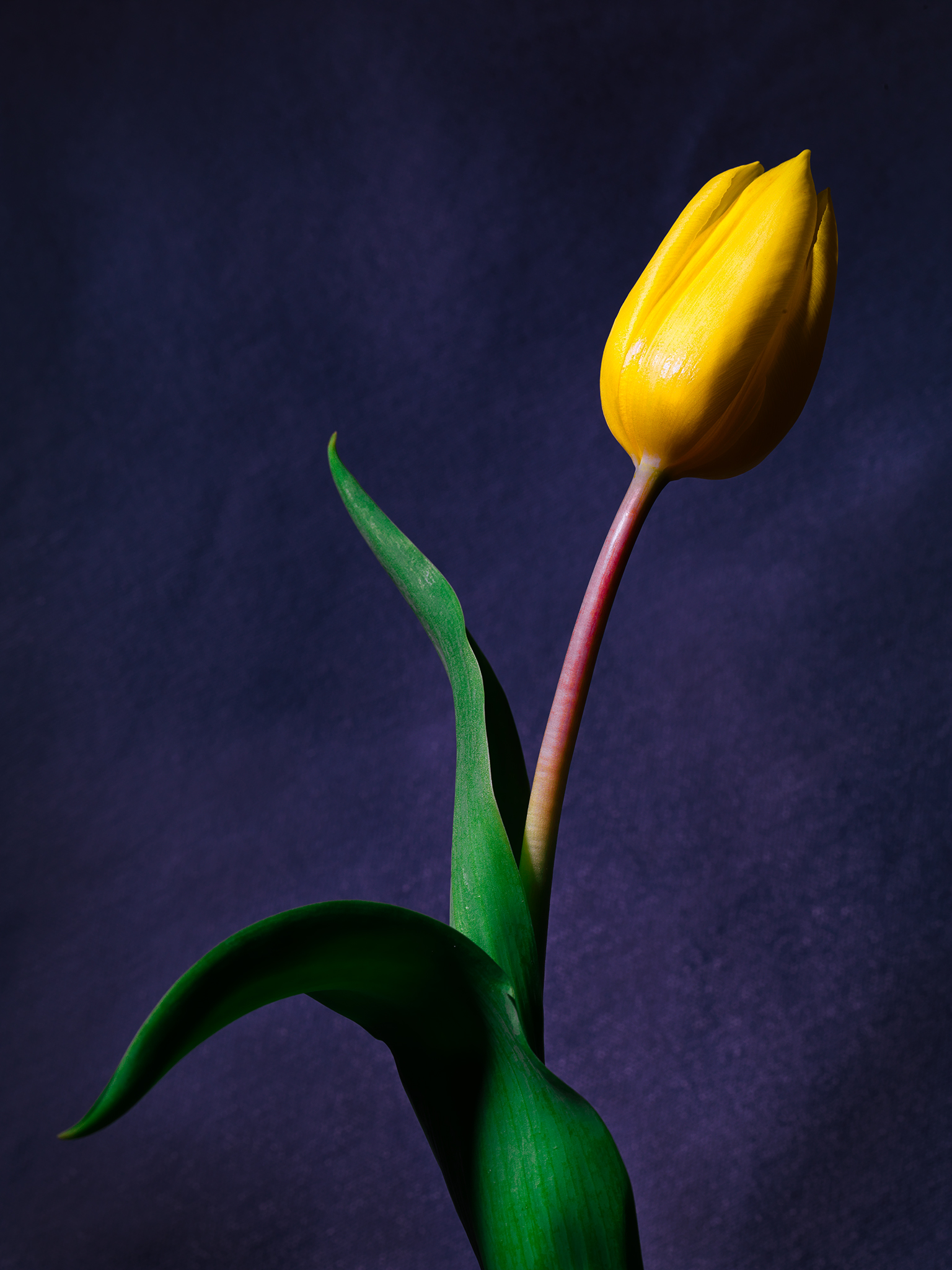 tulip cinematic purple fine art botanical yellow by Thabit
