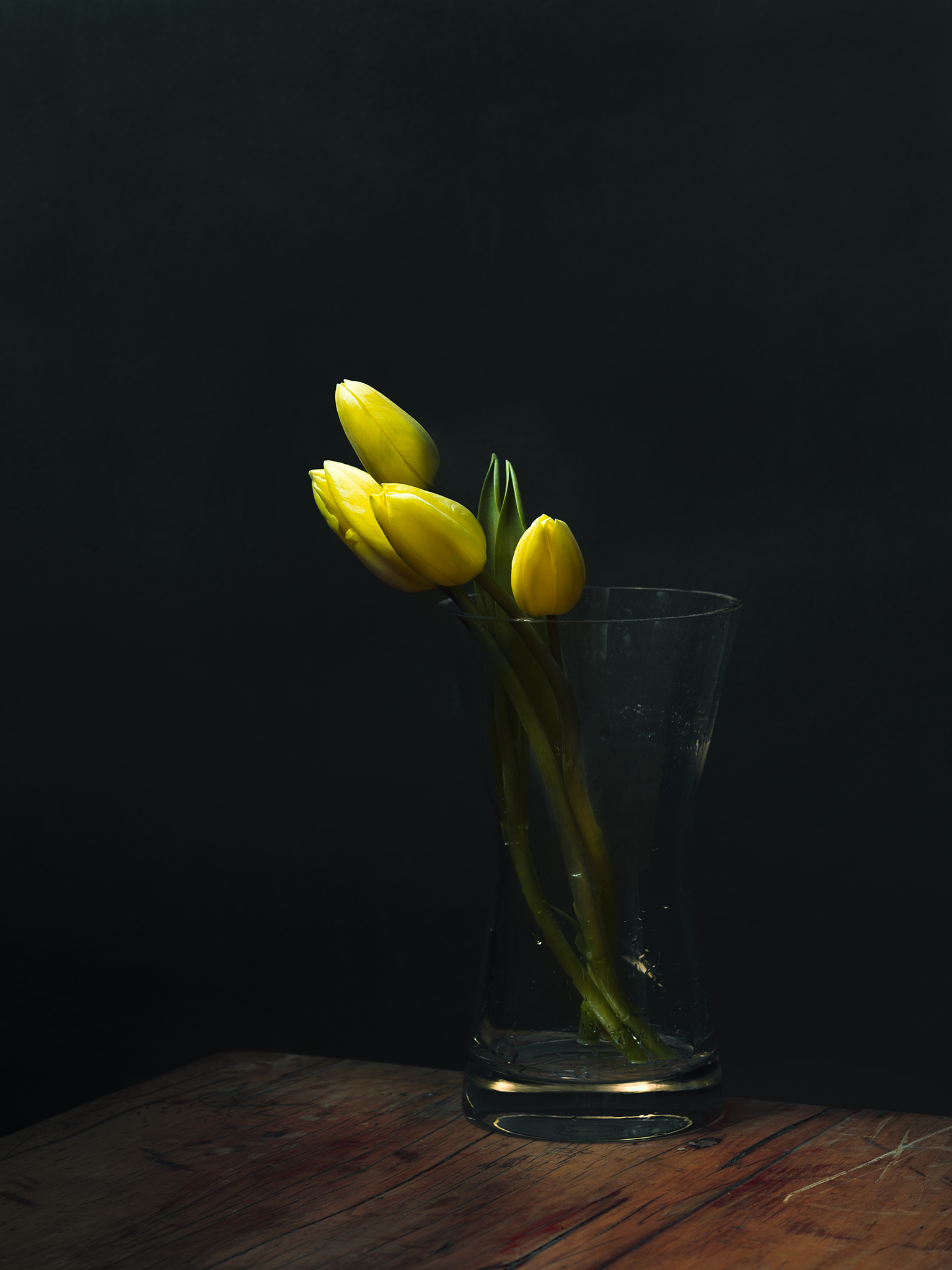 dutch still yellow tulip in a vase elephant canvas botanical moody still life by Thabit