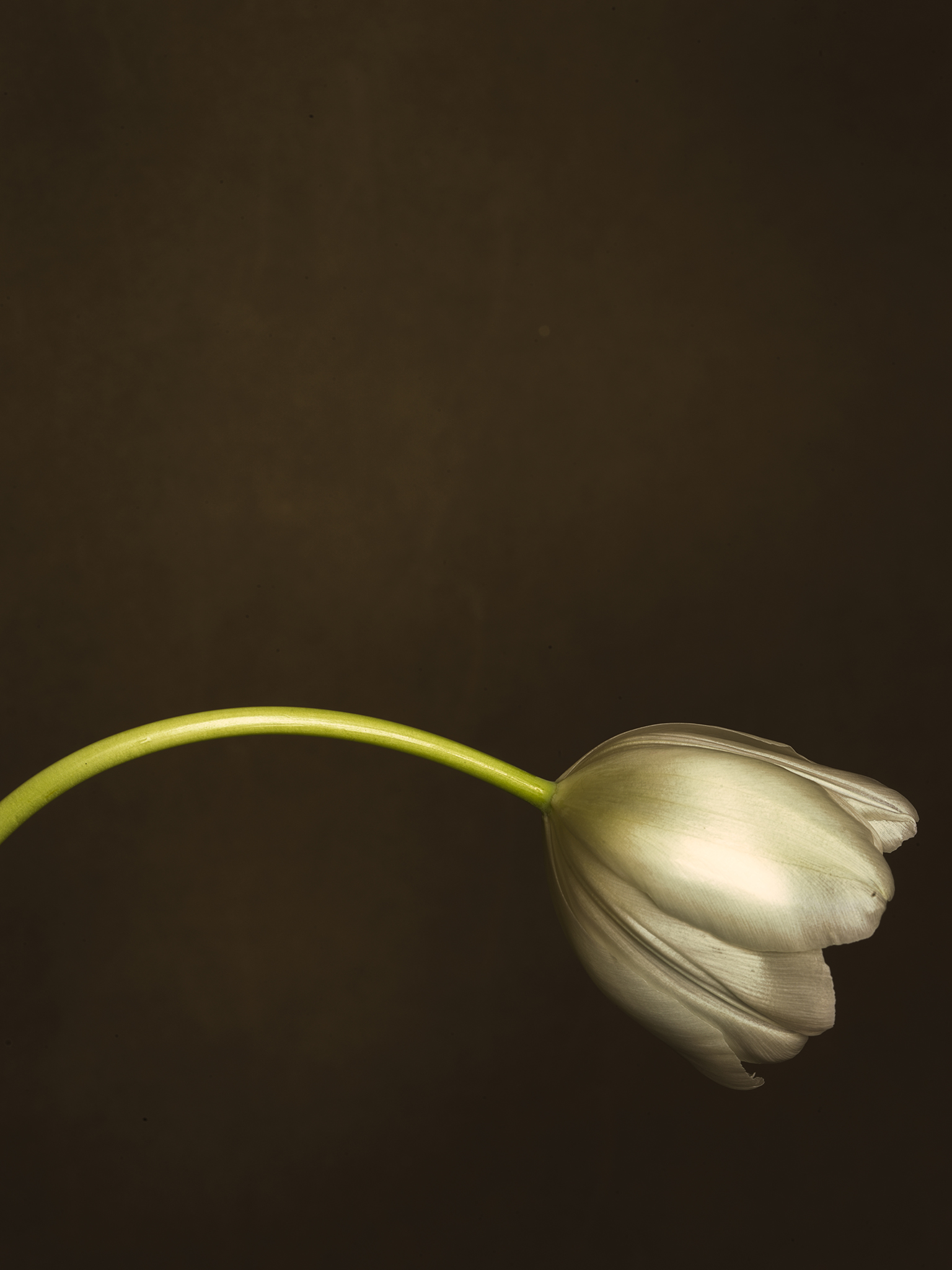 white tulip elephant canvas fine art still life by Thabit